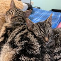 Thumbnail photo of Hazel #3