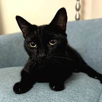 Thumbnail photo of Tinkerbell #4