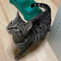 Thumbnail photo of Hazel #4