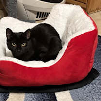 Thumbnail photo of Amarillo #2