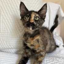 Thumbnail photo of Yaya #2