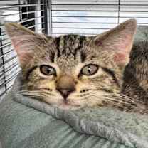 Thumbnail photo of Fusilli #2