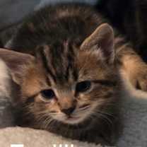 Thumbnail photo of Fusilli #3