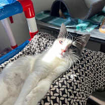 adopt-pet