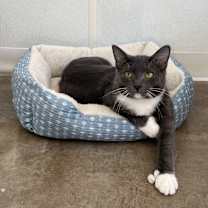 adopt-pet