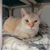 adopt-pet
