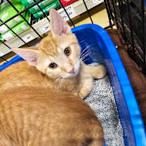 Thumbnail photo of Hamilton #2