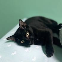 Thumbnail photo of Clark #1