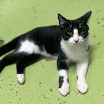 Thumbnail photo of Domino #1