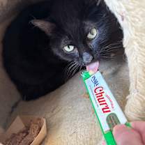 Thumbnail photo of Zeus #3