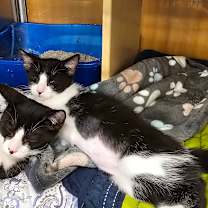 Thumbnail photo of Domino #2