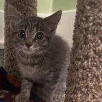 adopt-pet