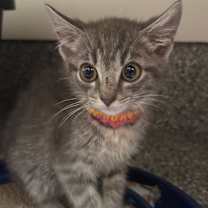 adopt-pet
