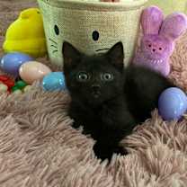 adopt-pet