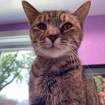 adopt-pet