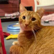 adopt-pet