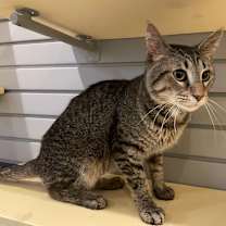 adopt-pet