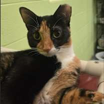 adopt-pet