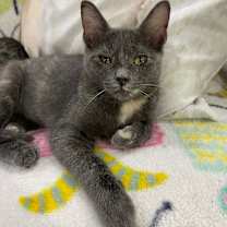 adopt-pet
