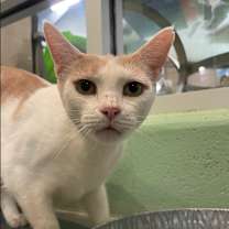 adopt-pet
