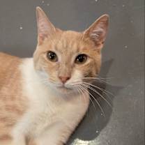 adopt-pet