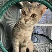 adopt-pet