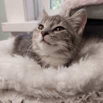 adopt-pet