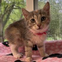 adopt-pet