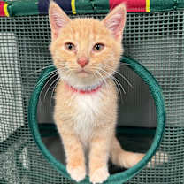 adopt-pet