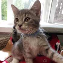 adopt-pet