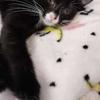 adopt-pet