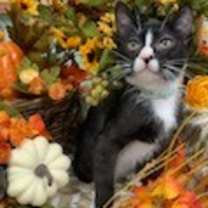 adopt-pet