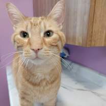 adopt-pet