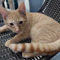 adopt-pet