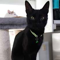 adopt-pet