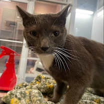 adopt-pet