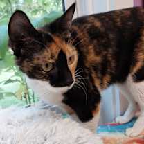 adopt-pet