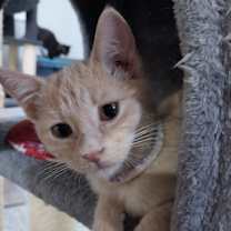 adopt-pet