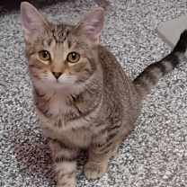adopt-pet