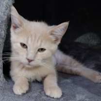 adopt-pet