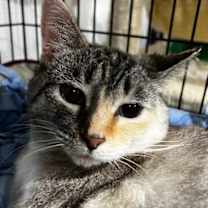 adopt-pet