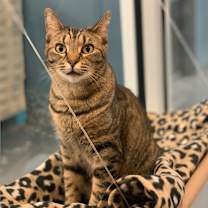 adopt-pet
