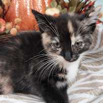 adopt-pet