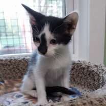 adopt-pet