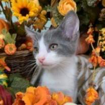 adopt-pet