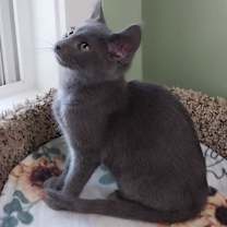 adopt-pet