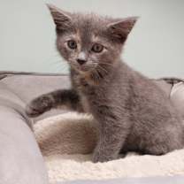 adopt-pet