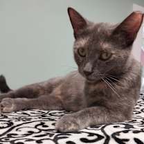 adopt-pet