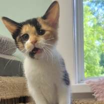 adopt-pet