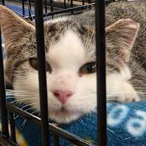 adopt-pet